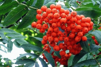 Рябина обыкновенная Кубовая на штамбе
