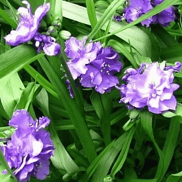 Традесканция Caerulea Plena