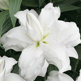 Лилия восточная махровая Лотус Бьюти