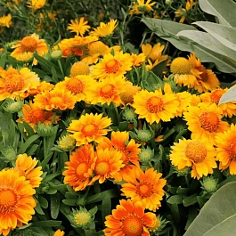 Гайлардия гибридная Mesa Peach