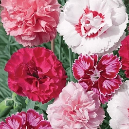 Гвоздика Перистая mix