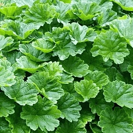 Дармера щитовидная