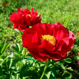 Пион травянистый Макинак Гранд