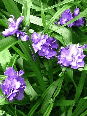 Традесканция Caerulea Plena