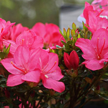 Азалия японская Анук