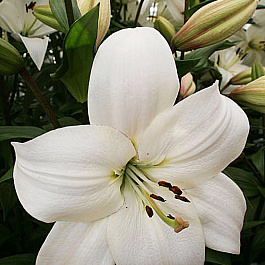 Лилия ла-гибрид Литовен