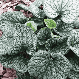 Бруннера крупнолистная Alexander's Great