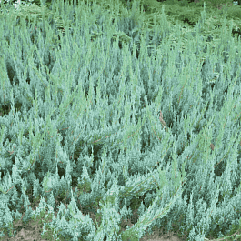 Можжевельник горизонтальный Alpina