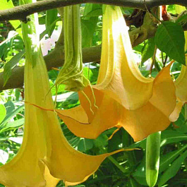 Бругмансия geel