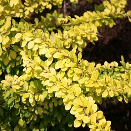 Барбарис Тунберга Голден Карпет