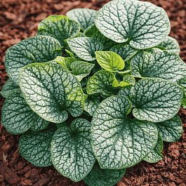 Бруннера крупнолистная Alexander's Great