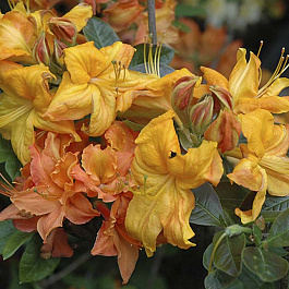 Азалия гибридная Клондайк