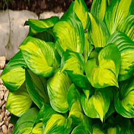 Хоста Lakeside Banana Bay