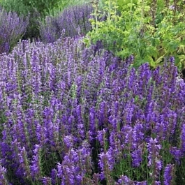 Иссоп лекарственный