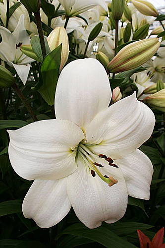 Лилия ла-гибрид Литовен