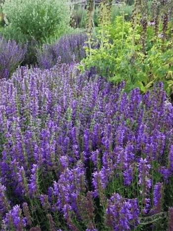 Иссоп лекарственный