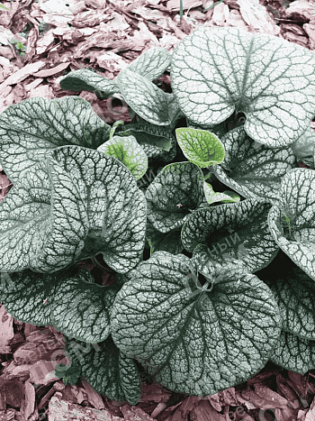 Бруннера крупнолистная Alexander's Great