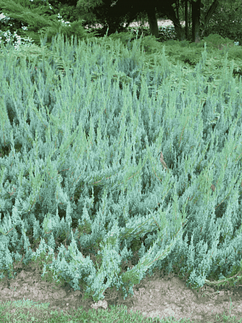 Можжевельник горизонтальный Alpina