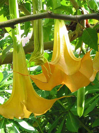 Бругмансия geel