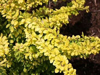 Барбарис Тунберга Голден Карпет