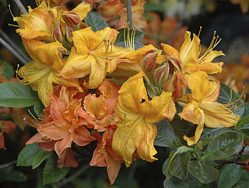 Азалия гибридная Клондайк