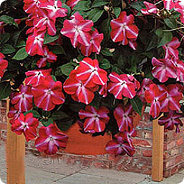 Бальзамин ампельный Тумблер Роуз Стар