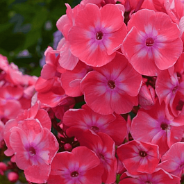 Флокс метельчатый Илларион