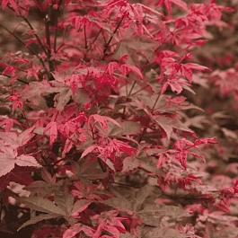 Клен веерный Deshojo