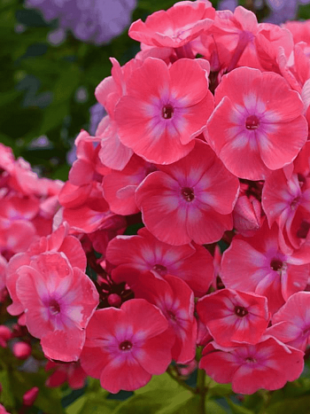 Флокс метельчатый Илларион