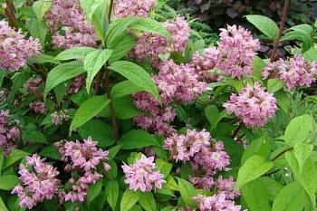 Дейция пурпурная Kalmiiflora