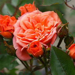 Роза миниатюрная Нинетта