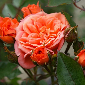 Роза миниатюрная Нинетта