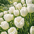 Тюльпан ранний White Prince