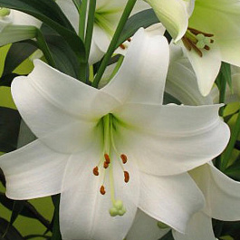 Лилия ЛО-гибрид Вайт Триумф