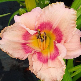 Лилейник гибридный ЭвериДейлили Роуз