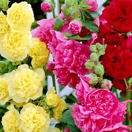 Мальва розовая Chater's Double  Mix