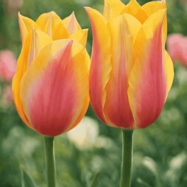 Тюльпан Long Lady