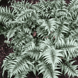 Кочедыжник ниппонский Metallicum