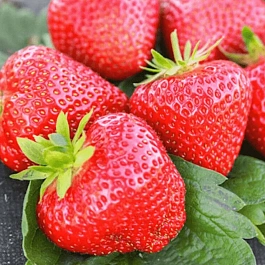 Земляника садовая Априка