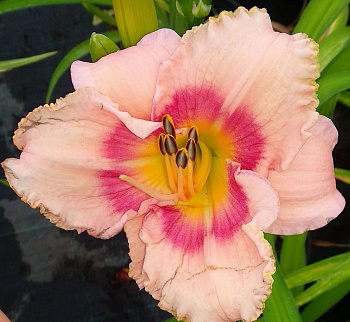 Лилейник гибридный ЭвериДейлили Роуз