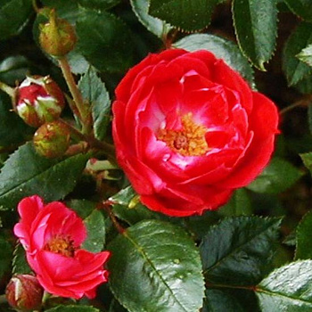 Роза миниатюрная Литтл Баккару