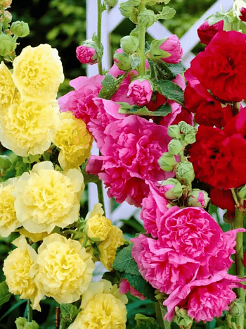 Мальва розовая Chater's Double  Mix