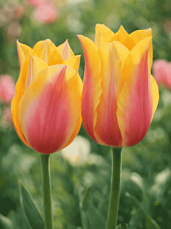 Тюльпан Long Lady