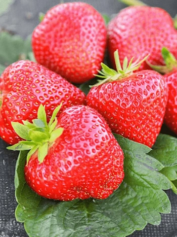 Земляника садовая Априка