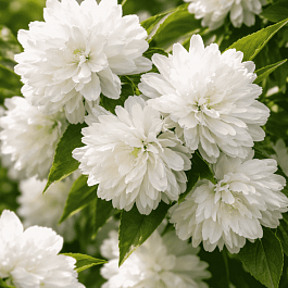 Чубушник венечный Жемчуг