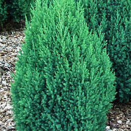 Можжевельник китайский Стрикта