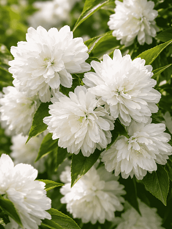 Чубушник венечный Жемчуг