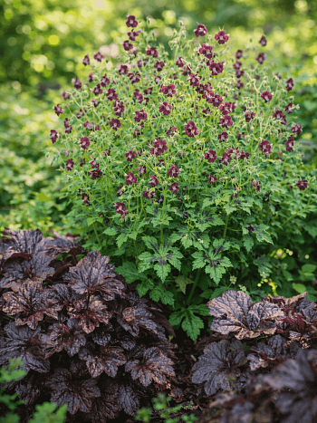 Герань Samobor