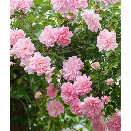 Роза плетистая Ронда