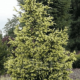 Ель ситхинская Aurea